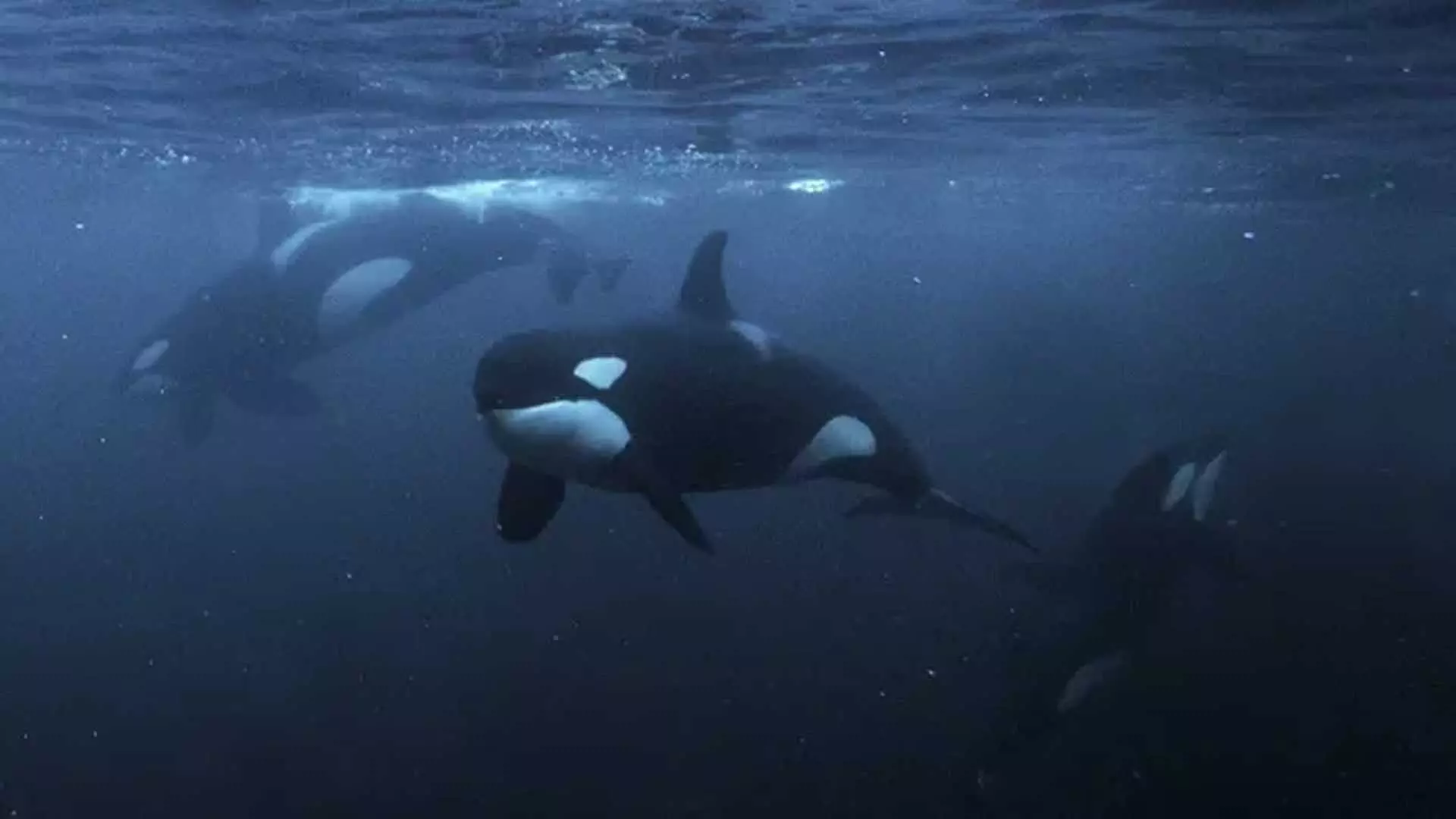 नावों से टक्कर मारने वाले Orca पक्षी को लेकर हुआ खुलासा