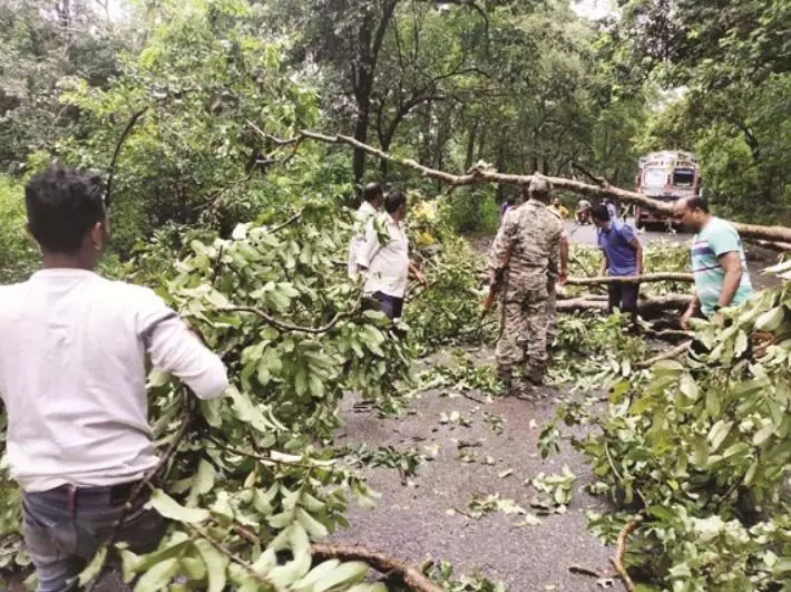 CG NEWS: बड़ा पेड़ बीच सड़क पर गिरा, जवानों ने रास्ता किया बहाल