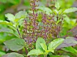 Medicinal Plants:स्वास्थ्य लाभ के लिए घर पर लगाएं ये औषधीय पौधे