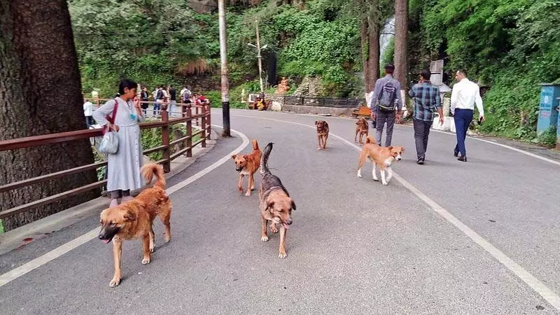 Himachal : शिमला में कुत्तों की समस्या को रोकने के लिए नगर निगम ने शुरू किया नसबंदी अभियान