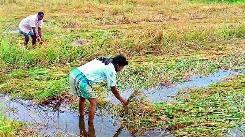 Telangana: कृषि विभाग ने फसल क्षति आकलन के आदेश दिए