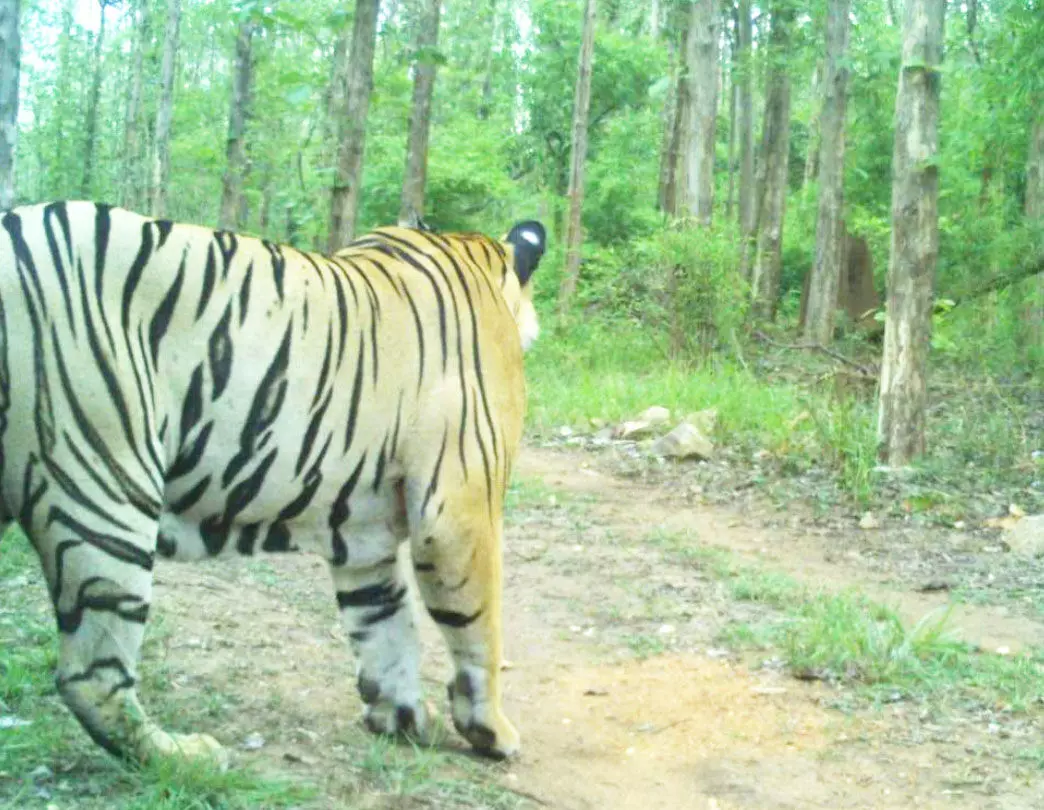 बार नयापारा में नजर आया बाघ, ग्रामीण ने वन विभाग को दी सूचना