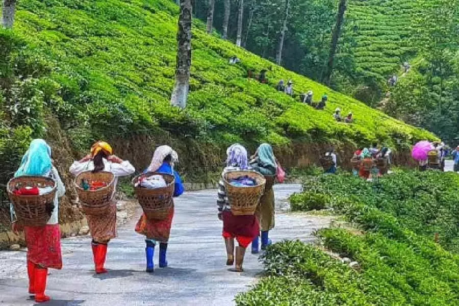 Darjeeling चाय क्षेत्र में बोनस वार्ता, साझा मंच के लिए पहाड़ी यूनियनें एकजुट