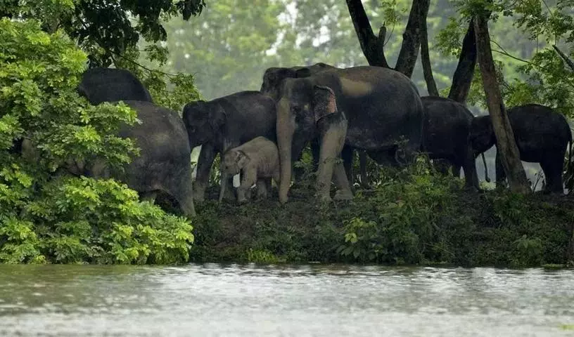 Kaziranga National Park इस तारीख को फिर से खुलने को तैयार