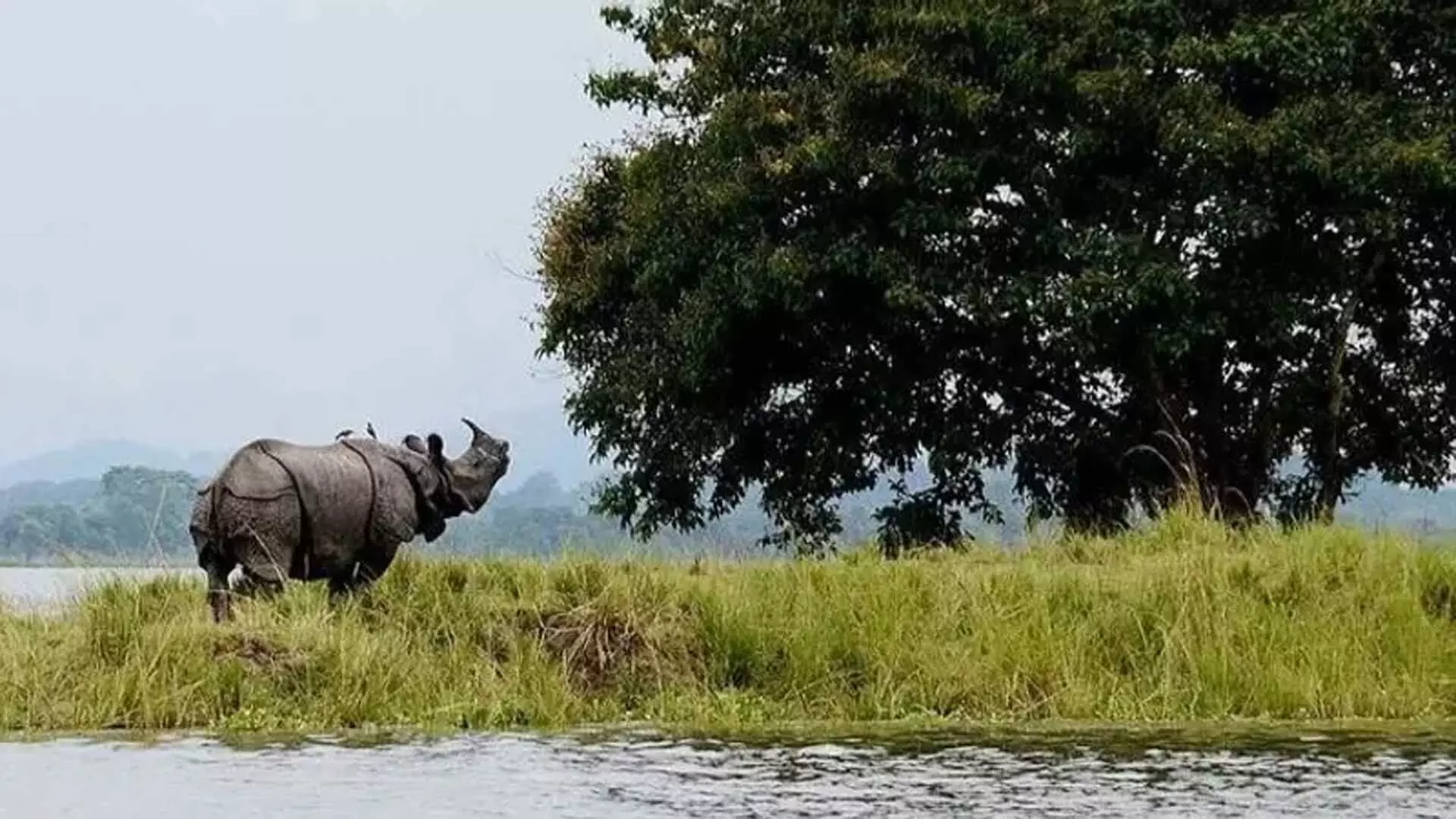 Kaziranga राष्ट्रीय उद्यान पर्यटकों के लिए फिर से खुलने को तैयार