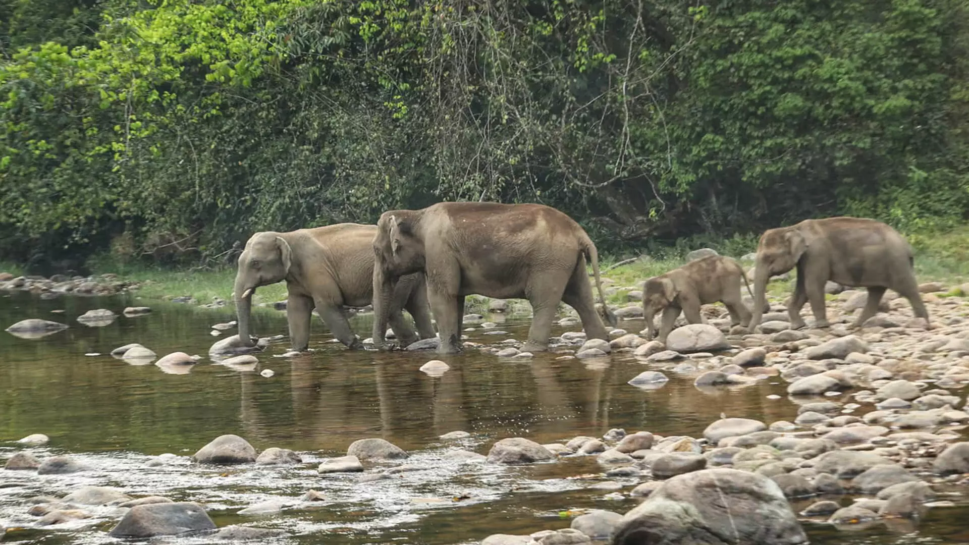 कोयंबटूर में जंबो को दूर रखने के लिए डंप यार्ड को बाड़बंद किया जाएगा