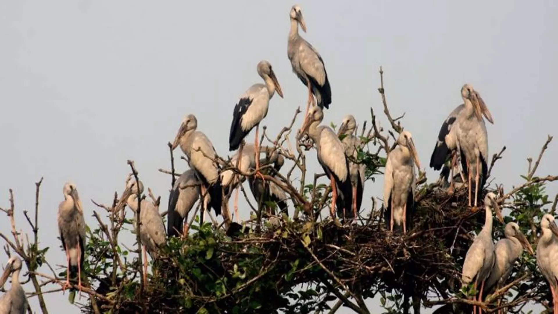 ओडिशा के भितरकनिका राष्ट्रीय उद्यान में मानसून पक्षियों की वार्षिक गणना शुरू हो गई है