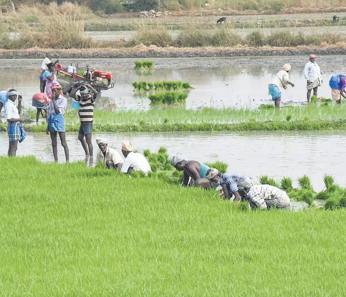 TN : आयकर विभाग ने तमिलनाडु कृषि समितियों के बैंक खाते फ्रीज किए