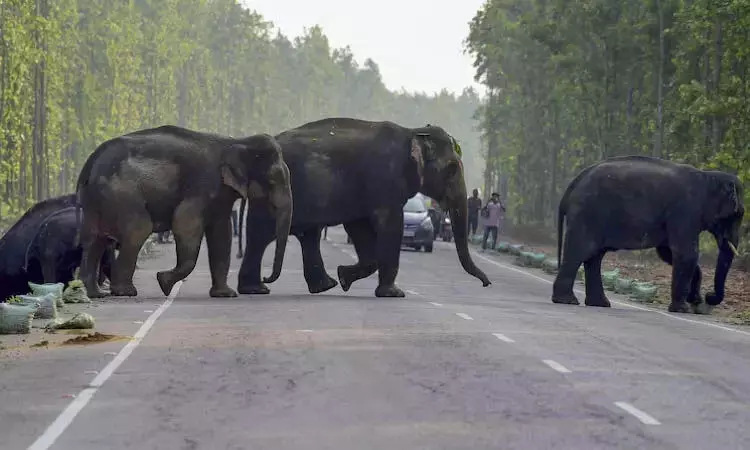 जंगली हाथी के गोबर में नैपकिन और मास्क मिलने के बाद Coimbatore डंप यार्ड को बंद