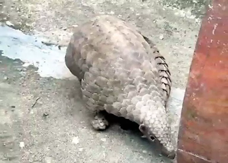 सुजानपुर के भटलंबर गांव में पहुंच गया Pangolin