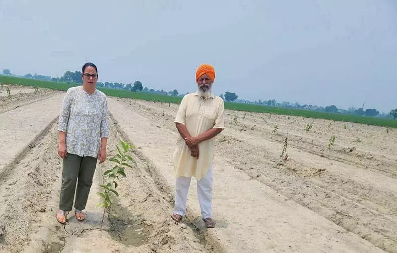 Malerkotla: बागवानी के अंतर्गत भूमि बढ़ाने का अभियान शुरू