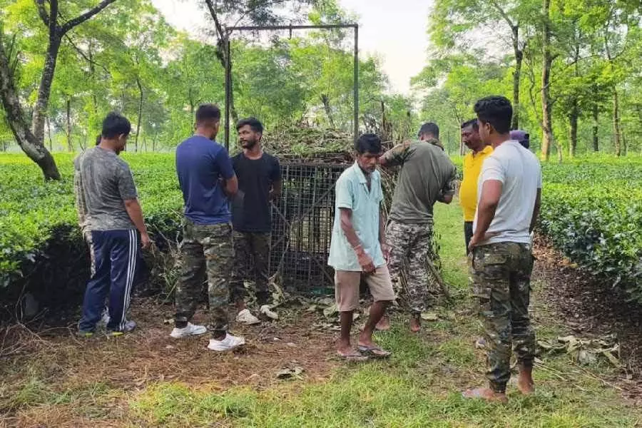 Jalpaiguri के बानरहाट ब्लॉक में चाय बागान के जाल से भाग निकला तेंदुआ, एक व्यक्ति घायल