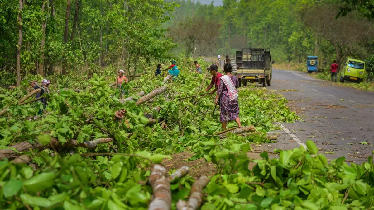 Odisha में विकास के लिए 26.75 लाख से अधिक पेड़ काटे गए