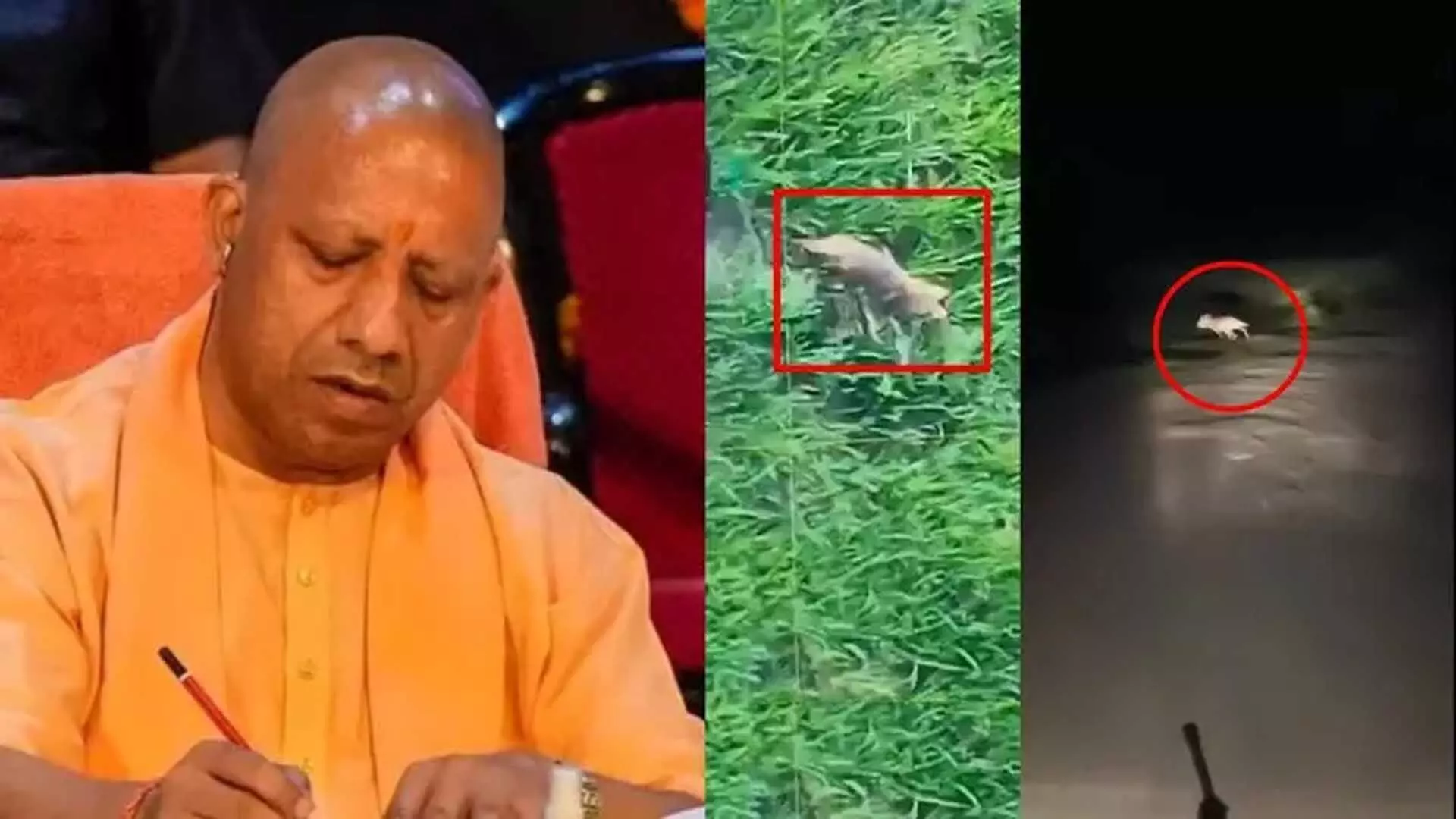 वन क्षेत्र में कमी के कारण होता है मानव-पशु संघर्ष- CM Yogi