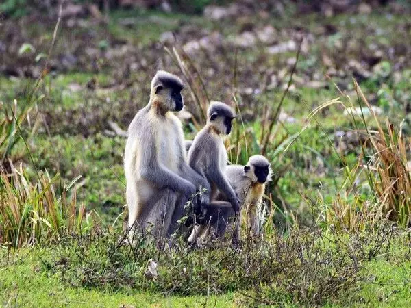 Assam में गोल्डन लंगूरों की आबादी में गिरावट, आवास में कमी