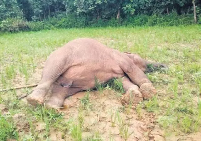 Sundargarh गांव में हाथी की बिजली से मौत