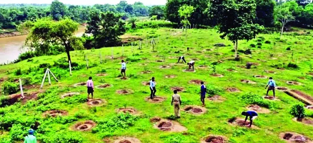 Forest Department ने बरसात में जिला में रोपे तीन लाख पौधे