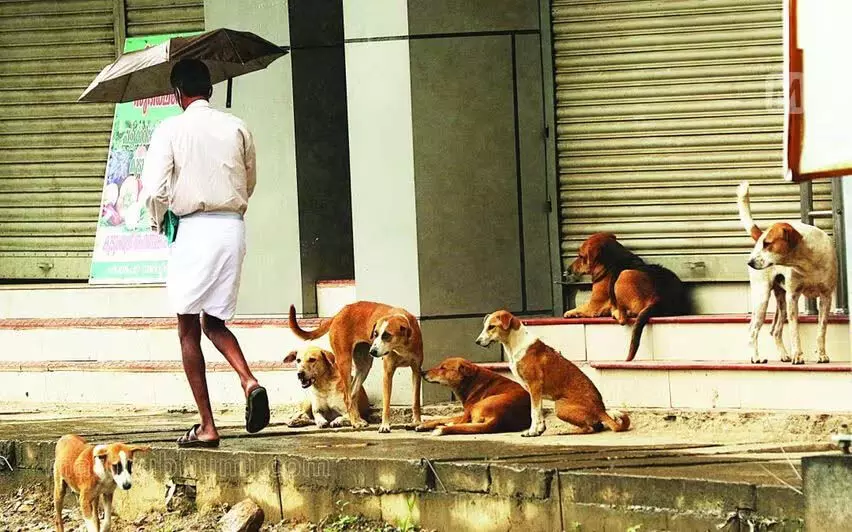 Kerala में मंदिर परिसर में बड़ी संख्या में मृत पाए गए