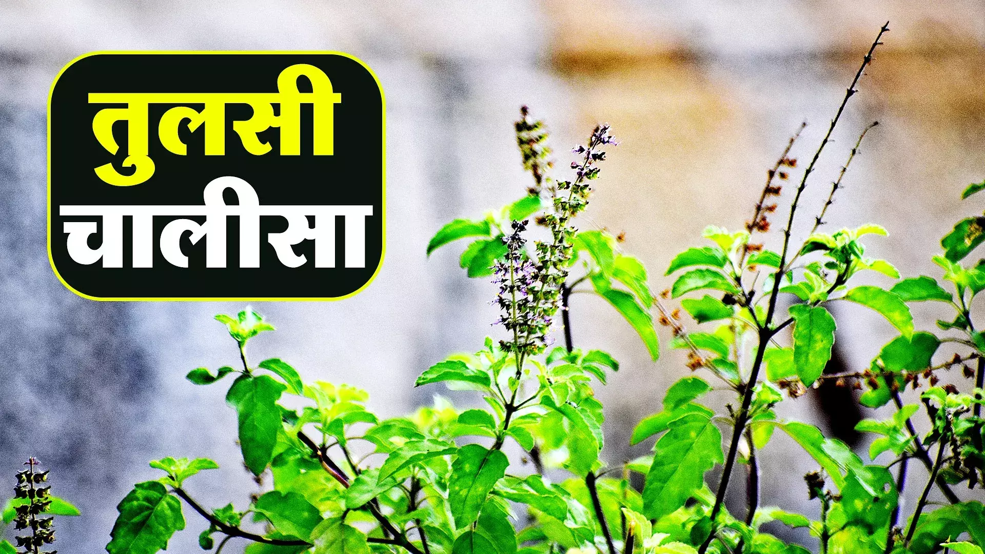 Tulsi Chalisa : भगवान विष्णु को प्रसन्न करने के लिए गुरुवार के दिन करें यह काम