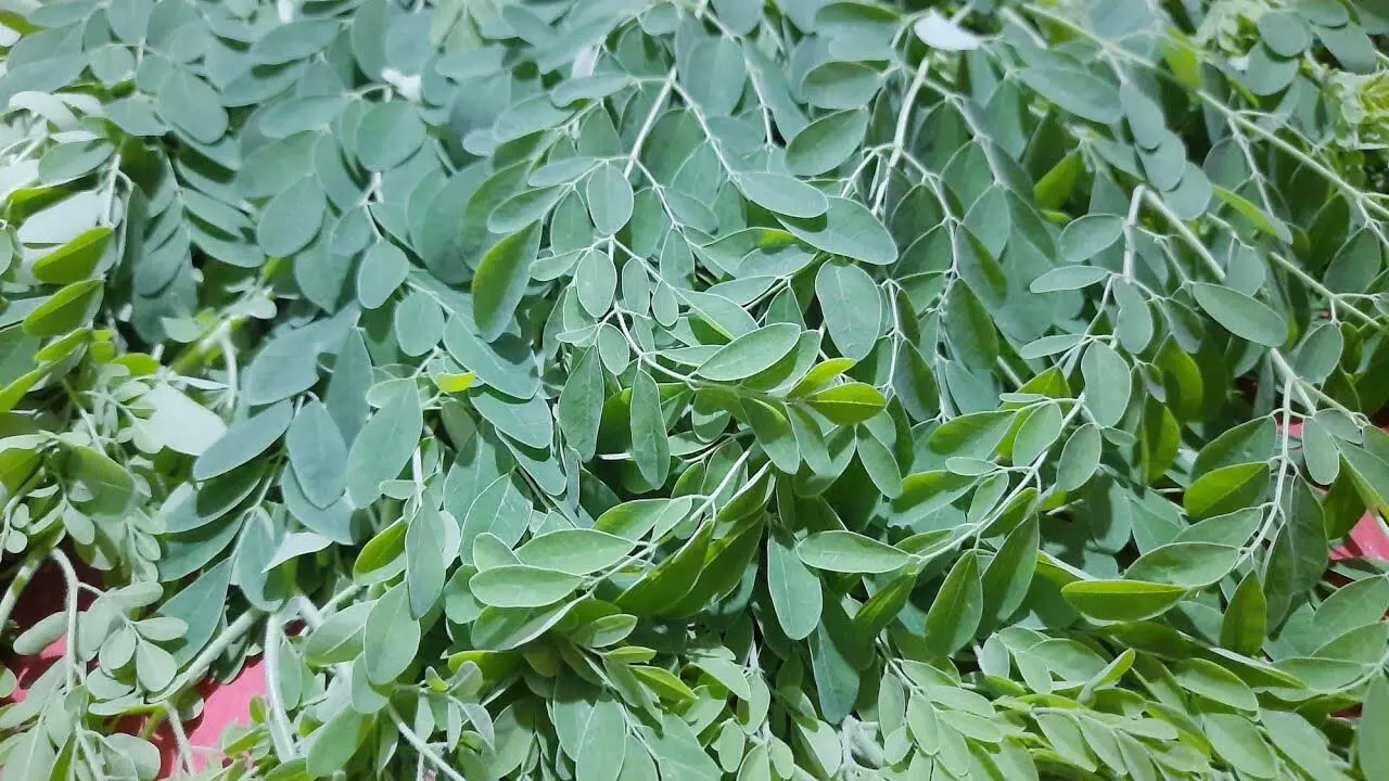 Green leaves विटामिन बी12 की कमी को तुरंत दूर करती