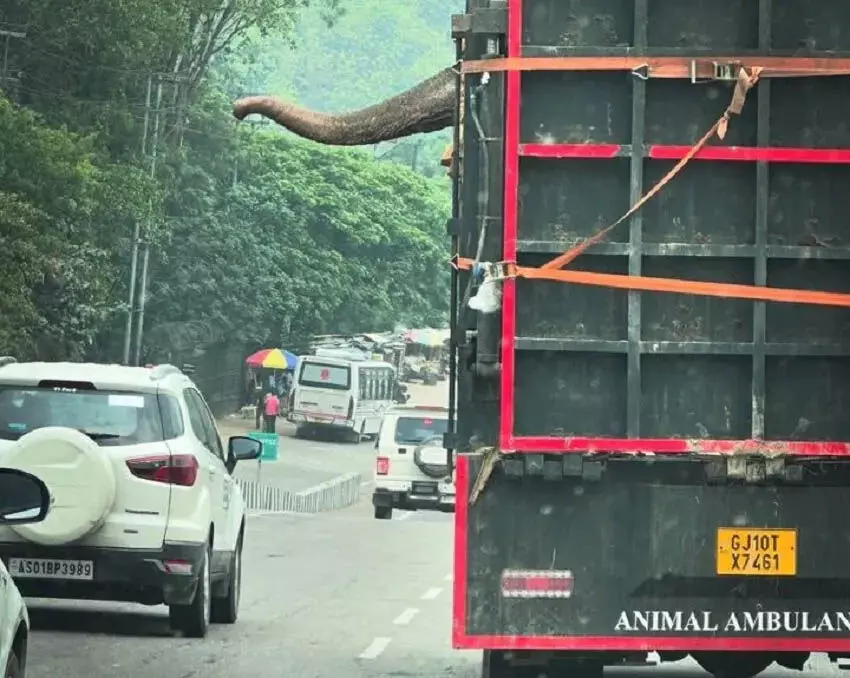 Assam : पूर्वोत्तर का एक और हाथी अंबानी की वंतारा को विवादास्पद तरीके से हस्तांतरित होने को तैयार