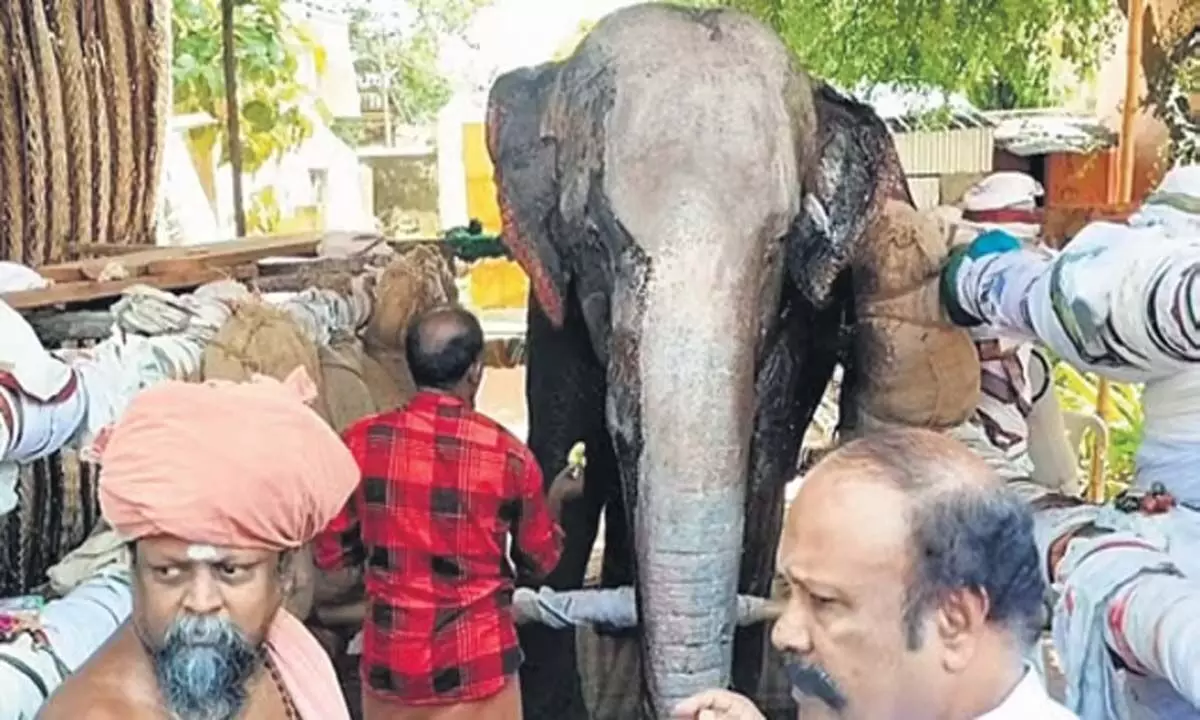 Tamil: कराईकुडी के निकट मंदिर के शेड में आग लगने से विशालकाय व्यक्ति घायल