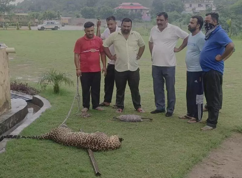 Chandigarh: बद्दी के स्कूल परिसर में तेंदुआ मृत पाया गया