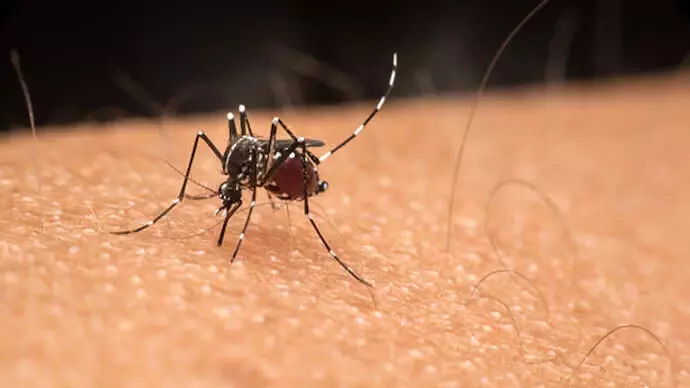 Dengue fever गंभीर बीमारी है बरसात के मौसम में तेजी से फैलती