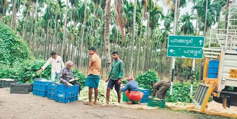 Kerala : केरल के किसानों ने मुश्किलों से लड़ते हुए सब्जियों के लिए तमिलनाडु पर निर्भरता कम की