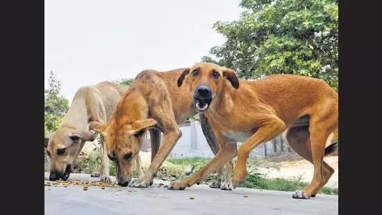 Chandigarh: चंडीगढ़ में आवारा पशुओं की सूचना एमसी हेल्पलाइन पर दें