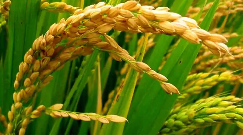 Rice की फसल को बदलने से 2000 से खोए भूजल को पुनः प्राप्त करे