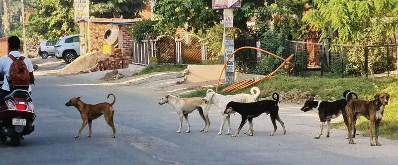 Haryana : हमारे पाठक क्या कहते हैं रोहतक में आवारा कुत्तों का आतंक