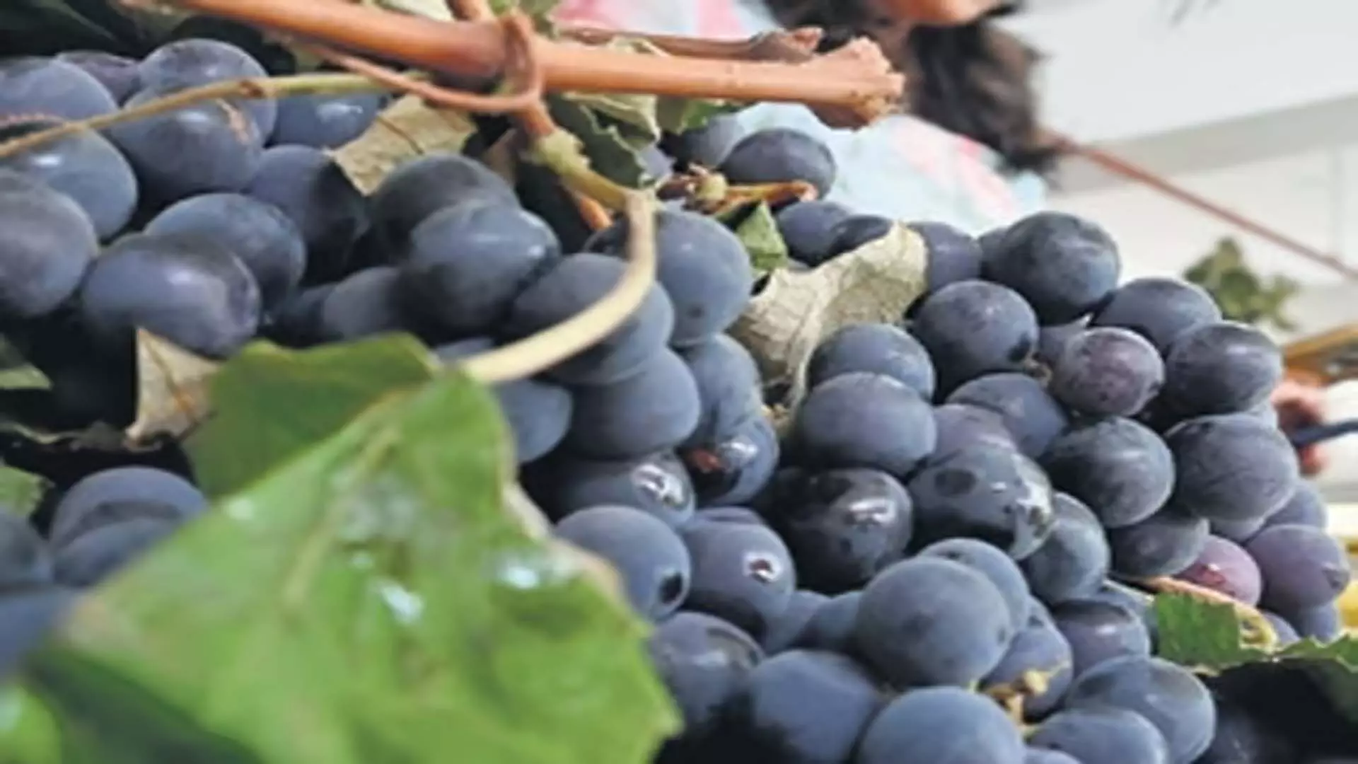 Bangalore ब्लू अंगूर किसानों के लिए रसदार बन गए