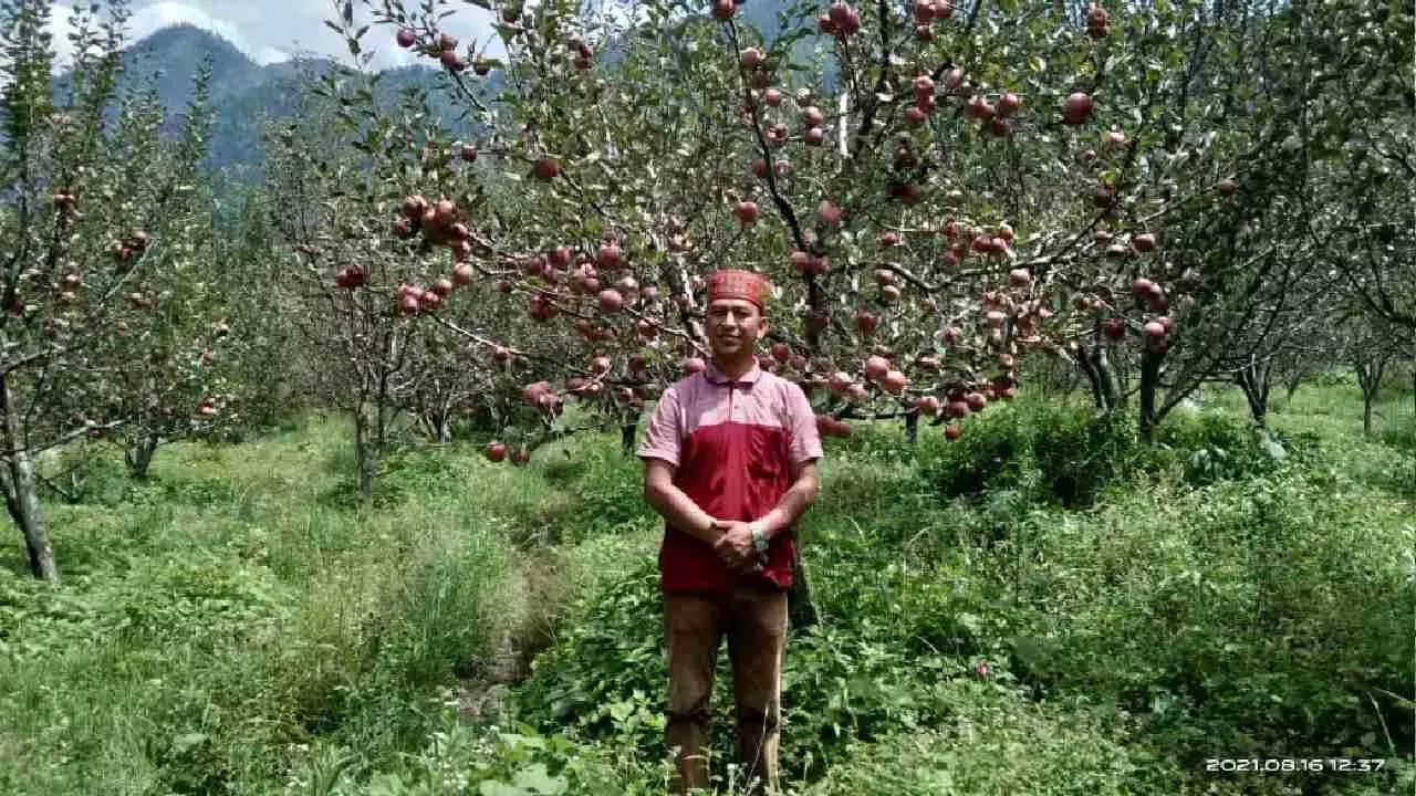 Apples के दाम गिरने से किसानों को नुकसान