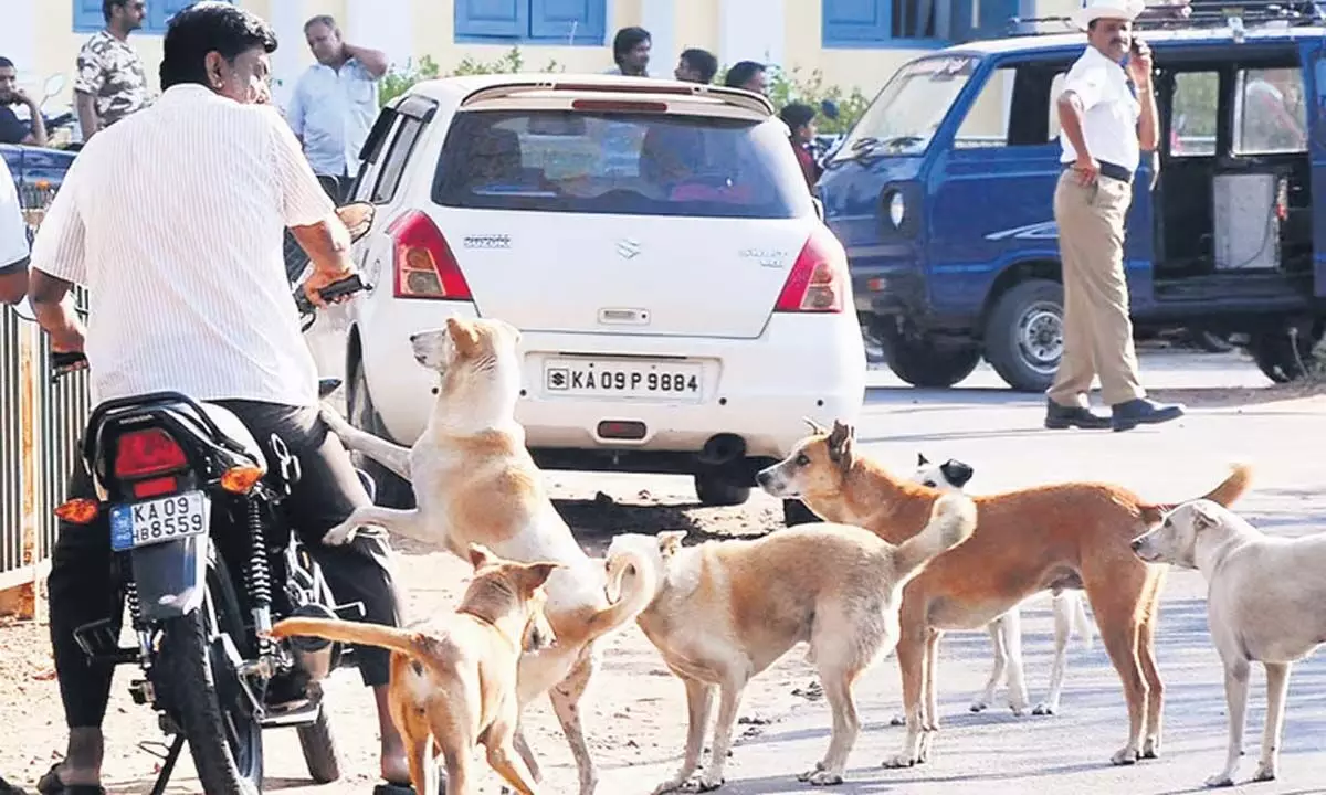 Bengaluru: कुत्ते के काटने पर हेल्पलाइन नंबर शुरू किया