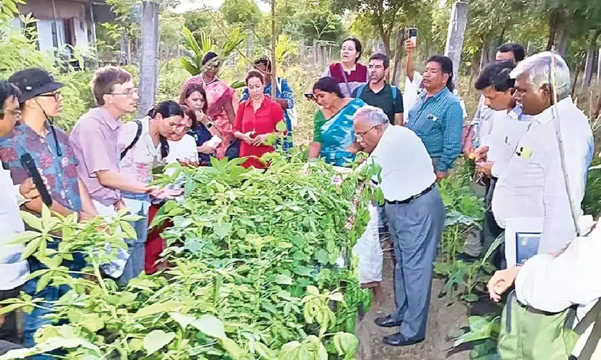 Andhra: तिरुपति जिले में प्राकृतिक खेती को बढ़ावा मिला