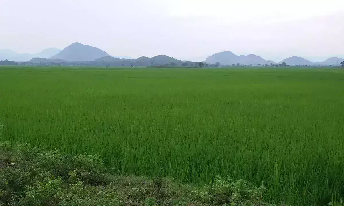 धान Farmers को यूरिया की कमी का सामना करना पड़ रहा है, अधिक भुगतान करना होगा