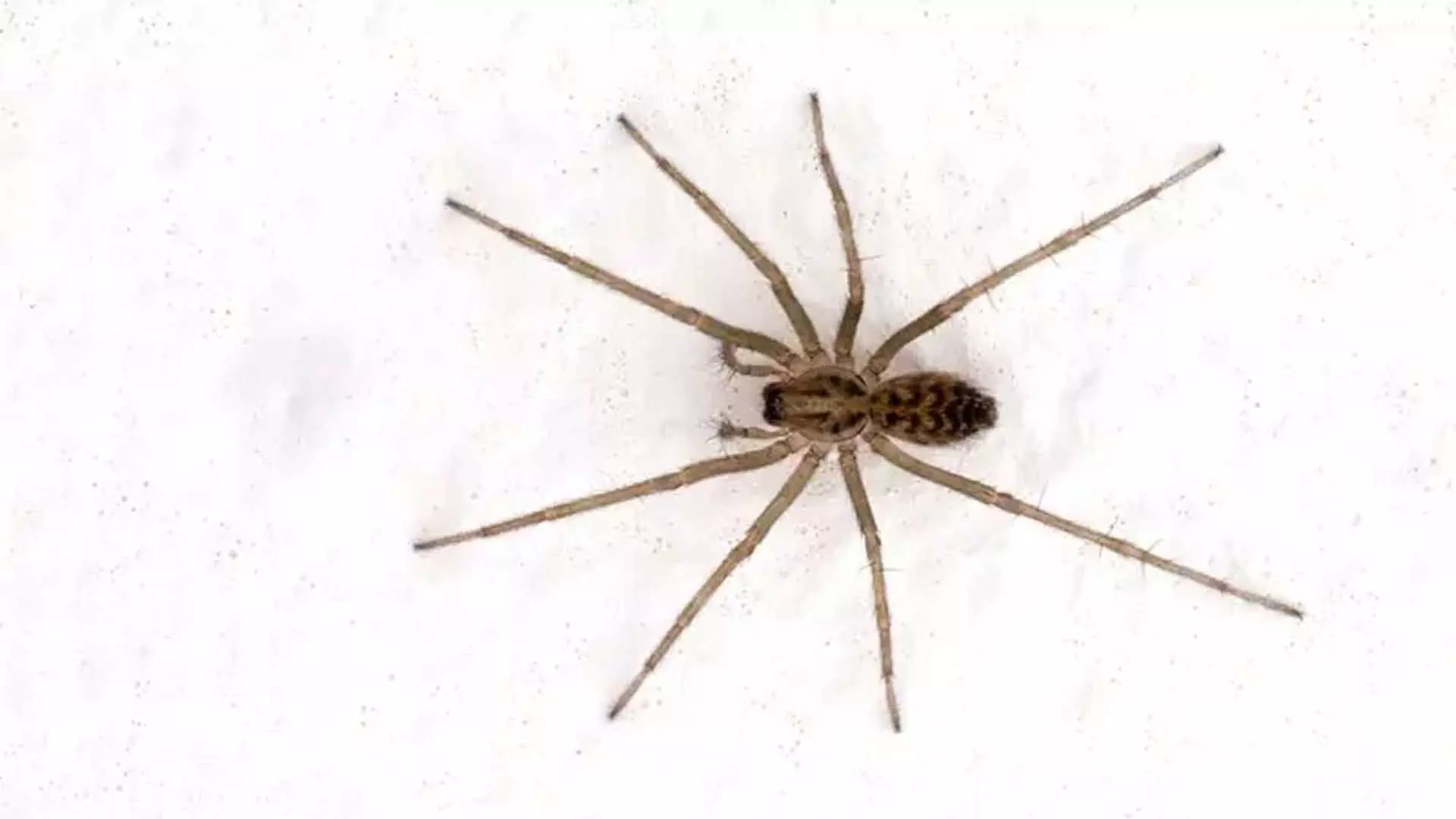 Spider के काटने से ब्रिटिश व्यक्ति को मांस खाने वाली बीमारी हुई