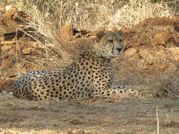 भारत ने 12 शावकों सहित 24 चीतों के साथ प्रोजेक्ट Cheetah के दो वर्ष पूरे होने का जश्न मनाया