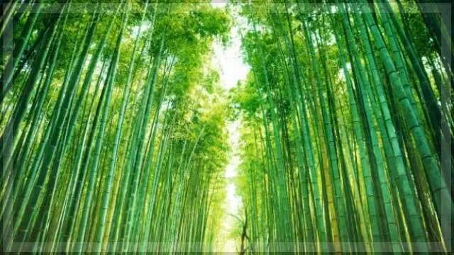 Bamboo: टिकाऊ जीवन की हरित सीमा