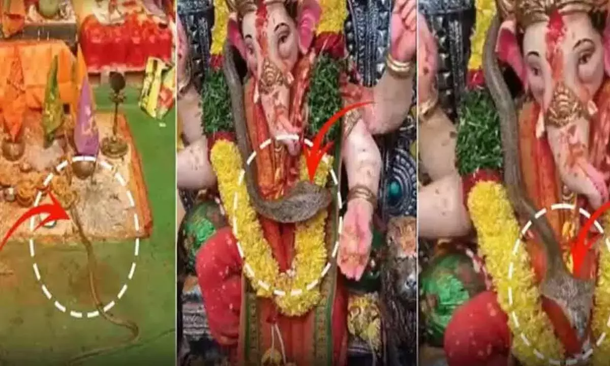 Jagtial में गणेश प्रतिमा के इर्द-गिर्द कोबरा को देखकर श्रद्धालु हैरान