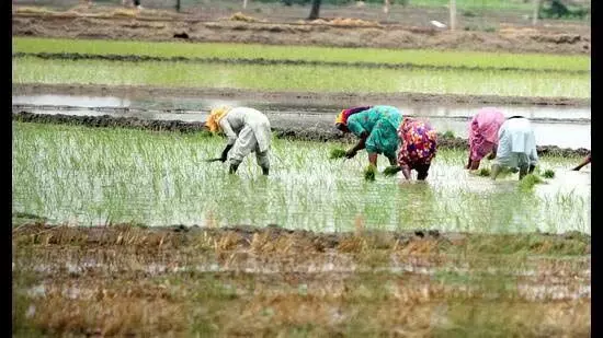 Punjab: कृषि नीति की व्यवहार्यता पर कृषि संगठनों को संदेह