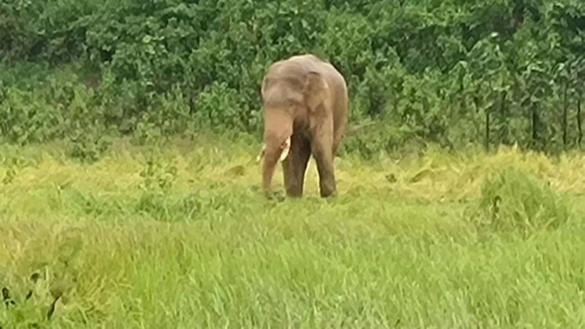 Keonjhar संभाग के चंपुआ रेंज लंगड़ाते हाथी पर नज़र रखते अधिकारी