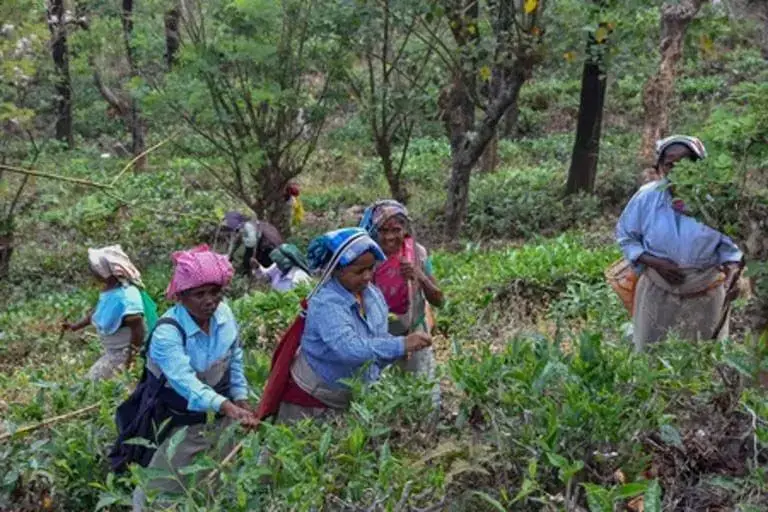 TN : एनएचआरसी ने मंजोलाई श्रमिकों की दुर्दशा पर जांच शुरू की