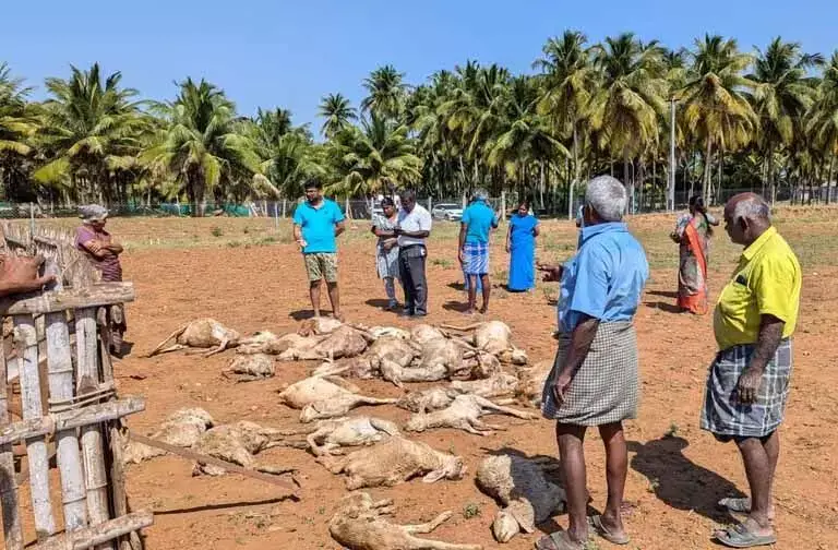 TN : आवारा कुत्तों के हमले में कंगेयम में 29 बकरियां मरीं, किसानों ने किया प्रदर्शन