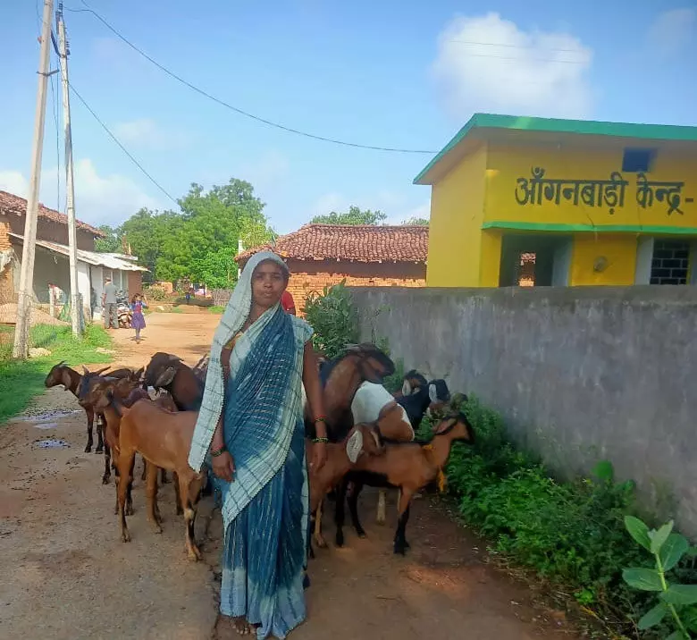 मुख्यमंत्री सक्षम सुरक्षा योजना: बकरी पालन कर बसना की भूमिका पटेल हुई आत्मनिर्भर