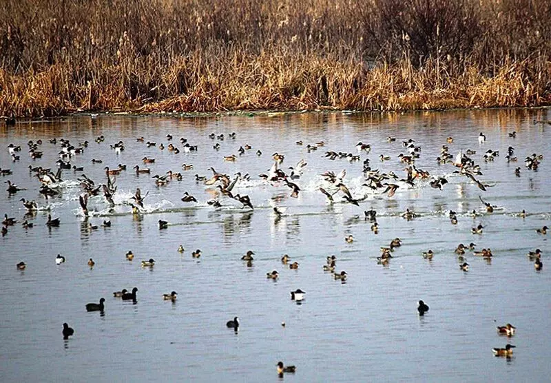 NGT ने J&K को आर्द्रभूमि के प्रदूषण पर कार्रवाई का ब्योरा देने का निर्देश दिया