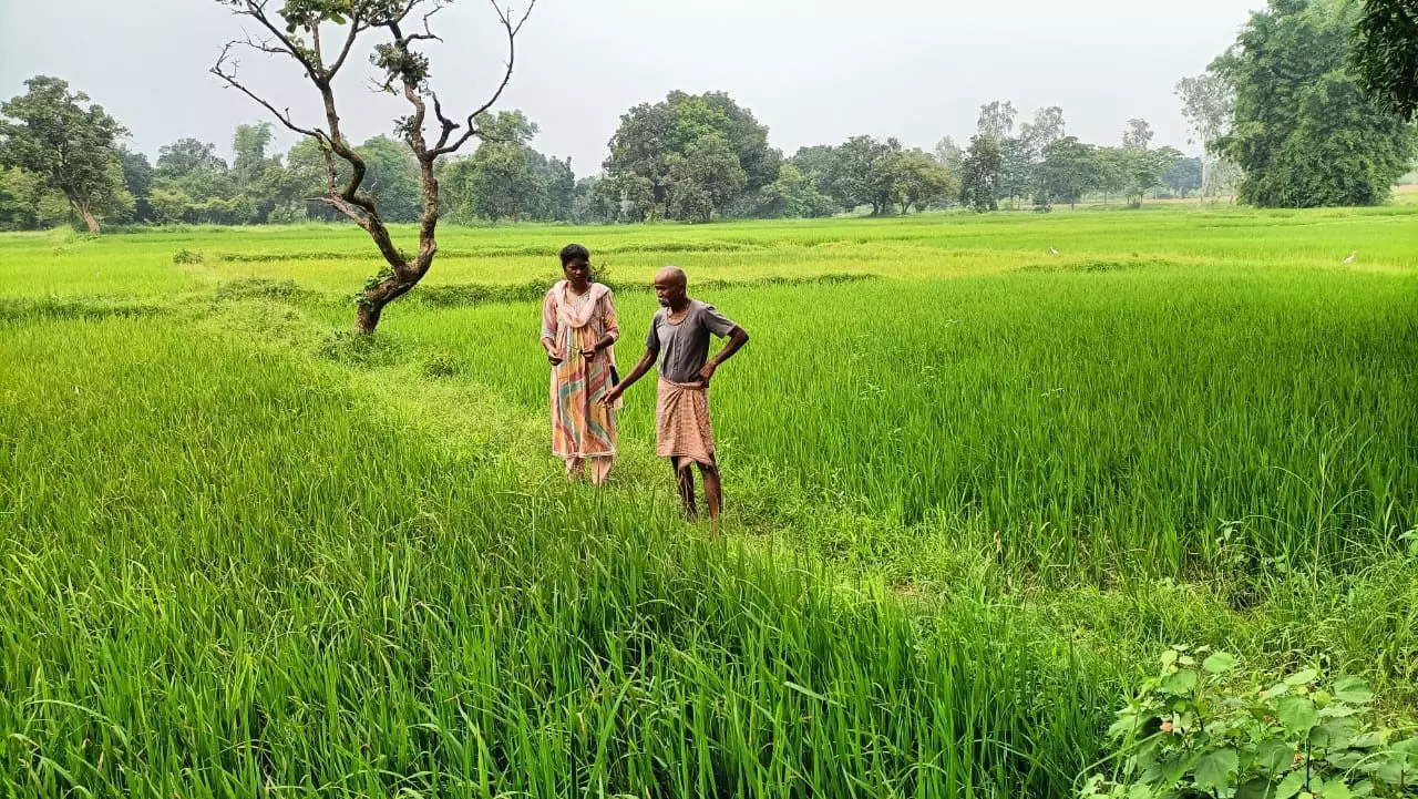 धान की फसल को बीमारियों से बचाव के लिए किसानों को कृषि वैज्ञानिकों की सलाह