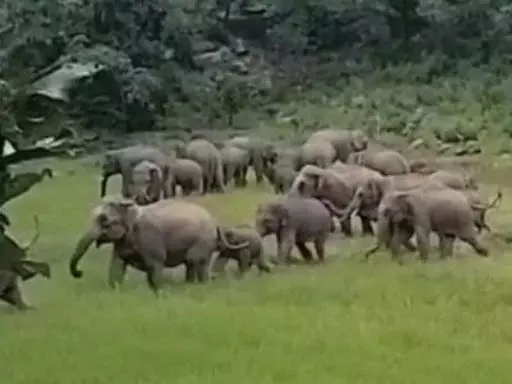 रिहायशी इलाके में हाथियों का उत्पात जारी