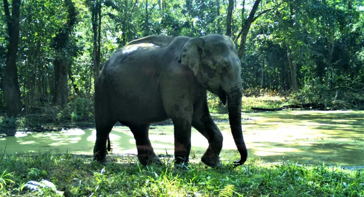 Assam: पश्चिमी कार्बी आंगलोंग में जंगली हाथी का आतंक